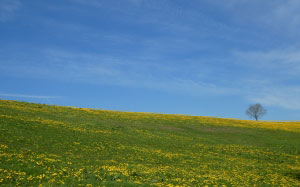 spring, summer, meadow, flowers, tree, nature, landscape, harmony, blue sky