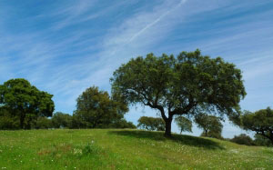 trees, green, spring, nature, environment, sky, landscape, ecology, meadow, grass