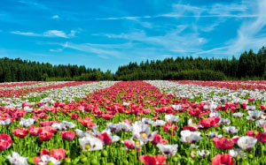 poppy, poppies, flowers, field, landscape, red, nature, woods