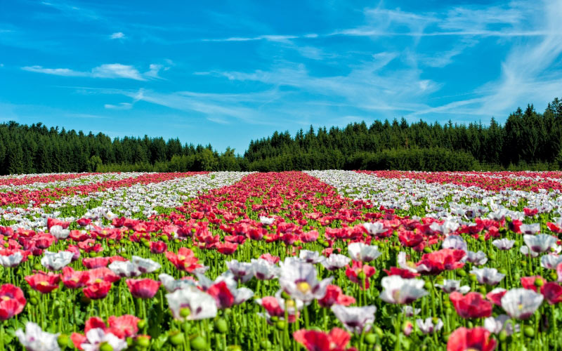 poppy, poppies, flowers, field, landscape, red, nature, woods