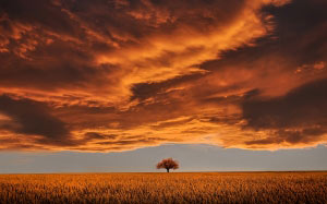 clouds, evening, landscape, light, meadow, night, scenic, serenity, shadow, sky, spring, summer, sunset, tree, twilight