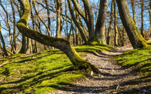 forest, hiking, trail, path, moss, autumn, spring, trees, hill, nature
