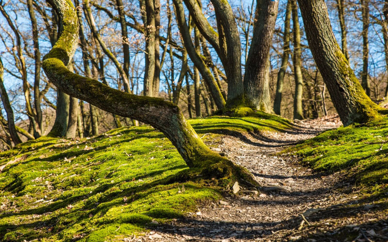 forest, hiking, trail, path, moss, autumn, spring, trees, hill, nature