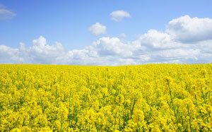 field, rapeseeds, oilseed rape, yellow, flowers, nature, landscape, summer, blossom, spring, flowers, agriculture, crops, brassica napus, brassicaceae