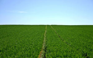 cereals, field, green, sky, horizon, agriculture, spring, landscape, nature, arable, blue, grass