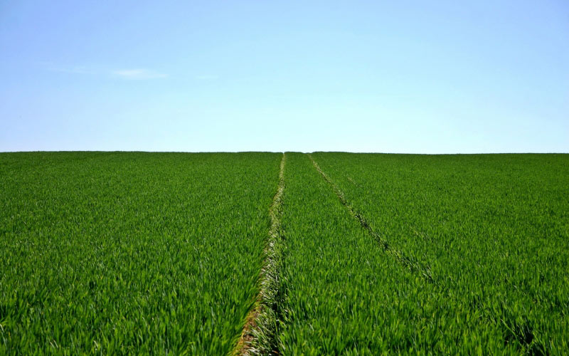 cereals, field, green, sky, horizon, agriculture, spring, landscape, nature, arable, blue, grass