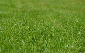 meadow, grass, spring, green, lawn, nature