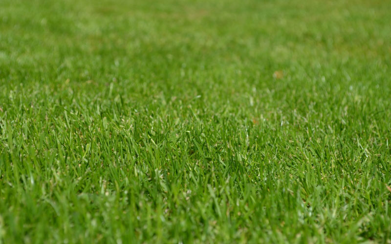 meadow, grass, spring, green, lawn, nature