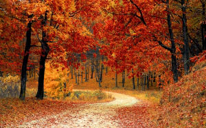 fall, autumn, season, woods, nature, leaves, trees, colorful, october, forest, nature, landscape