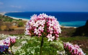 flower, nature, plant, pink flower, pink, spring, beach, close up