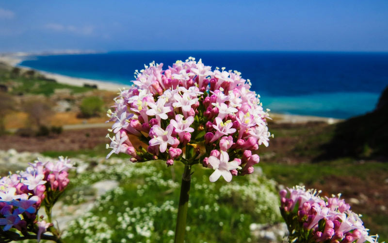 flower, nature, plant, pink flower, pink, spring, beach, close up