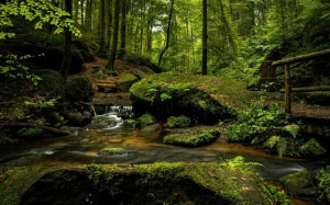 landscape, forest, spring, morning, nature, woods, creek