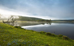 lakeside, morning haze, flowers, spring, nature, lake, fog