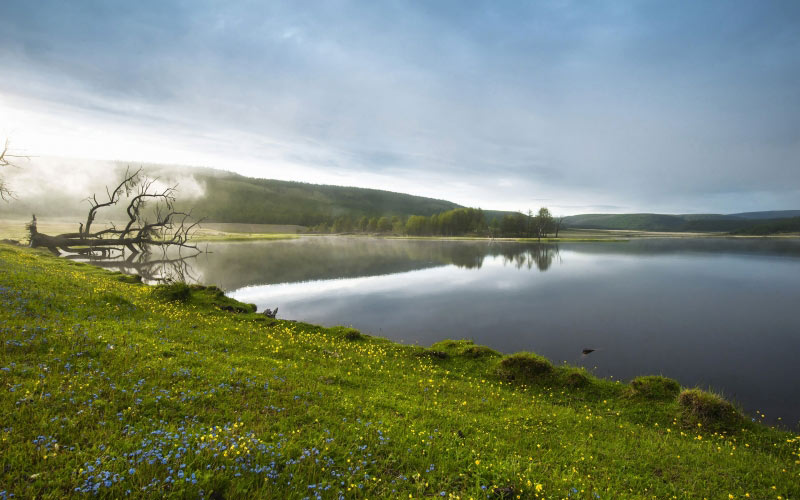 lakeside, morning haze, flowers, spring, nature, lake, fog