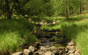 stream, brook, mountains, summer, green, trees, water, nature, forest, creek, flow, waterfall, wild, stone, spring, rock