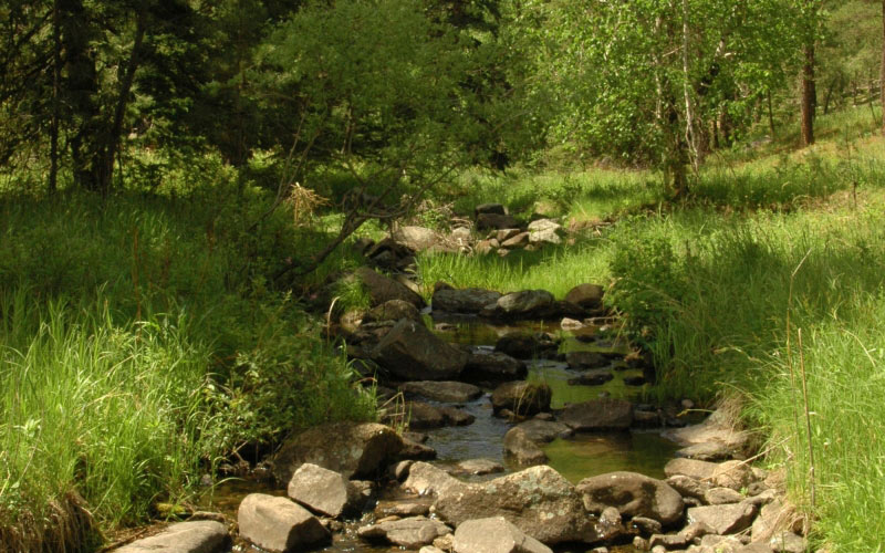 stream, brook, mountains, summer, green, trees, water, nature, forest, creek, flow, waterfall, wild, stone, spring, rock