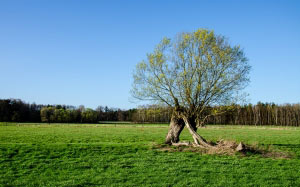 spring, pasture, tree, meadow, landscape, sun, nature, sunny, sky, blue, april