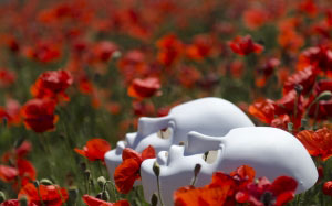 field, flower field, flowers, masks, nature, poppies, poppy, red, spring, wild flowers