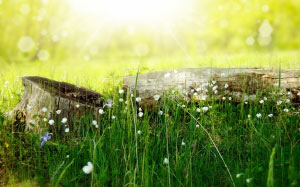 meadow, wood, forest, sun, summer, picnic, light, rays, nature, grass, flowers