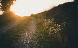 sunset, nature, road, landscape, grass