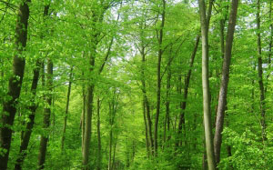 forest, nature, trees, woods, may, bike ride, hiking, green, forest path, spring