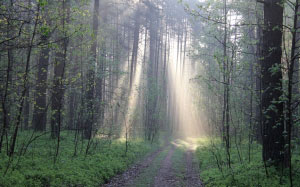 forest, may, light, spring, green, nature, evening, trees, wild, sunny, sun rays, woods