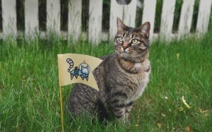 cat, pet, flag, animals, grass