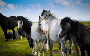 horses, herd, animals, nature