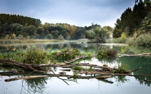 river, danube, fog, reflection, nature, trees, water, landscape, luhy, river basin, autumn, floodplain forest, october