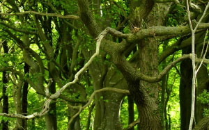 forest, fairy forest, fairy tale, green, summer, trees, nature, landscape, wood, enchanted
