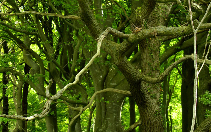 forest, fairy forest, fairy tale, green, summer, trees, nature, landscape, wood, enchanted