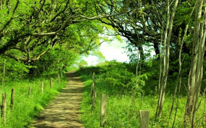 forest path, summer, green, trees, nature, forest, landscape, hiking