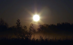 sunrise, rays, sun, dark, sky, scrubs, nature, landscape, fog, morning