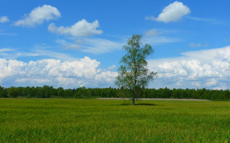 tree, landscape, meadow, sky, clouds, forest, nature, grass