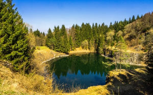 landscape, lake, trees, forest, nature, water, spruce