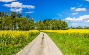 spring, landscape, oilseed rape, clouds, trees, lane, away, trail, nature, grasses, hiking, yellow, field