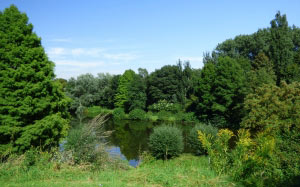 lake, pond, green, water, nature, rest, landscape, trees, spring, summer, waters