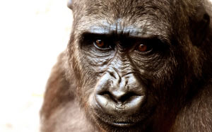 gorilla, monkey, animal, zoo, furry, portrait