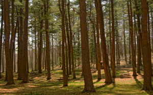 forest, tree, woods, outdoor, landscape, nature, picnic