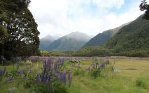 picnic, bench, natural, wild flowers, mountains, new zealand, landscape