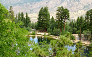 mountain lake, summer, forest, nature, camping, summer camp, san bernardino, national park, california, jenks lake, picnic, pine trees, landscape