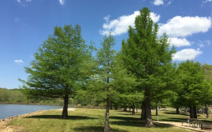 park, green space, outdoors, lake, picnic, outdoor activities, nature, family fun, sun, daytime, trees