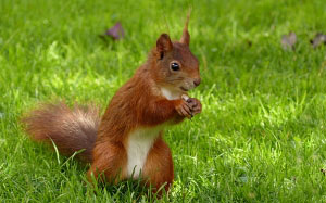 animal, mammal, squirrel, sciurus vulgaris major, foraging, garden, summer, grass, nature, cute