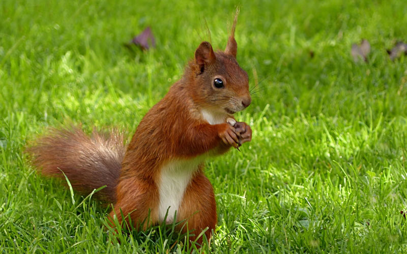 animal, mammal, squirrel, sciurus vulgaris major, foraging, garden, summer, grass, nature, cute