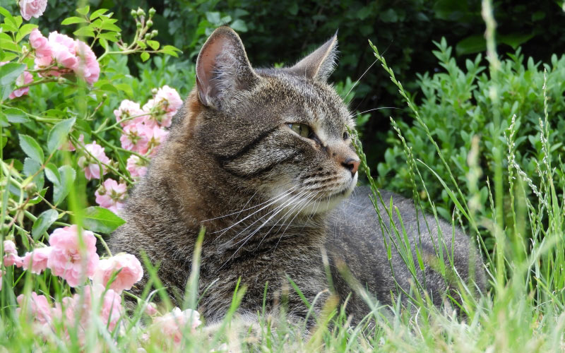 cat, garden, pet, domestic cat, summer, nature, grass, animal