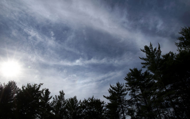 nature, trees, clouds, sky, summer, sun, evening, forest, wood