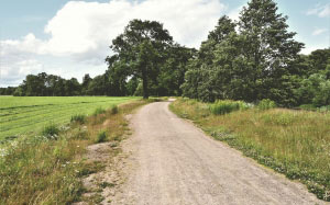 clouds, forest, grass, green, landscape, nature, outdoors, road, sky, summer, path, trees, field