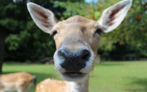 close, fallow deer, reindeer, roe deer, animal, wild, young animal, nose, curious, animals, nature