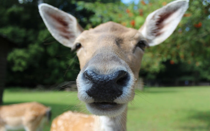 close, fallow deer, reindeer, roe deer, animal, wild, young animal, nose, curious, animals, nature