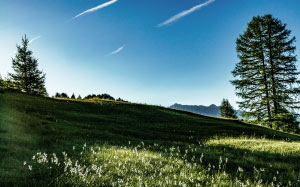 blue sky, conifers, countryside, daylight, field, grass, grassland, hill, landscape, meadow, nature, outdoors, trees